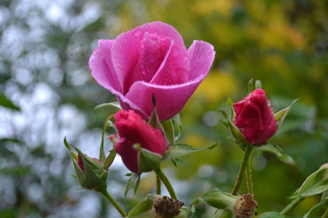 pink-rose